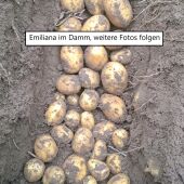 Emiliana - Ernte 2025